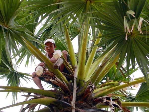 lam giau nho gom duong thot not xuat sang my nhat 3